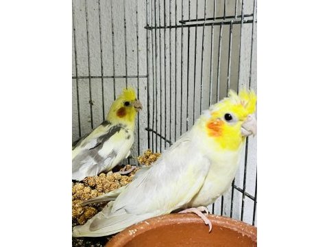 Sultan papağanlar 3 adet