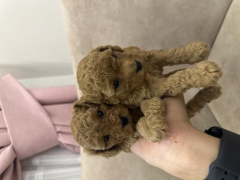 Kore toy poodle