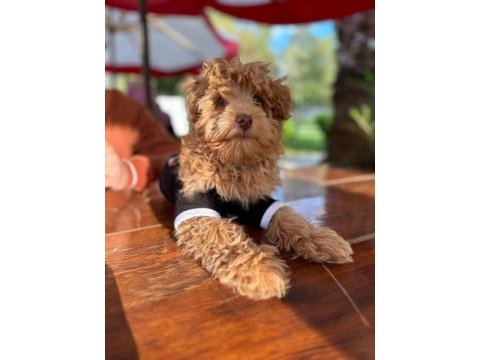 3 aylık maltipoo yavru
