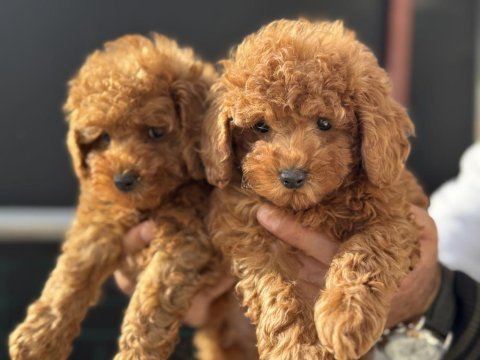 Show kalite redbrown kore toy poodle yavrular