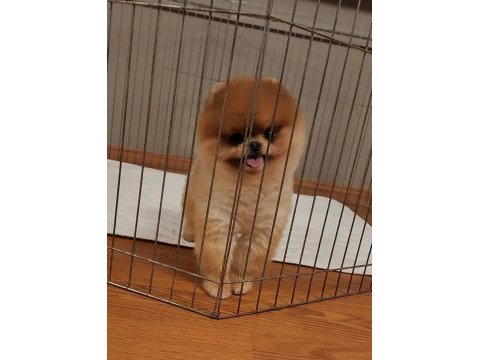Türkiyenin en güzel pomeranian dişisi