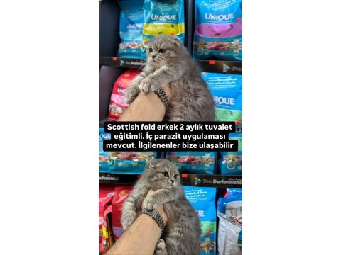 70 günlük scottish fold yavrular . erkek ve dişi
