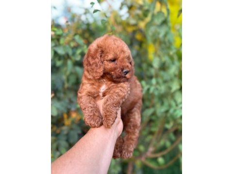 Cep boy toy poodle yavrularım