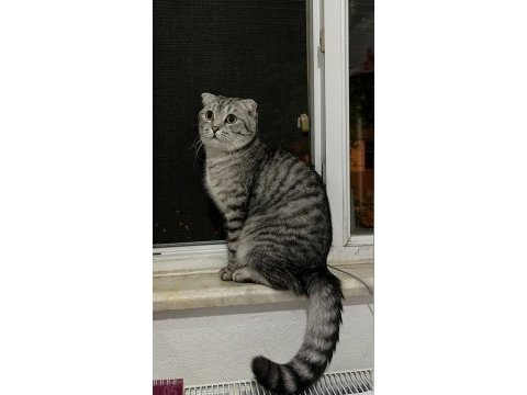 Scottish fold kedimize yuva arıyoruz