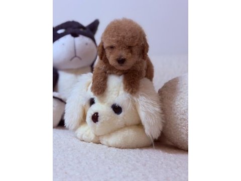 Orjinal 0 numara toy poodle yavrularımız
