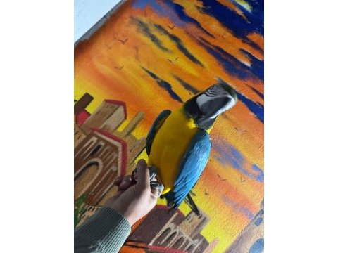 Macaw kuşumuz full evcil
