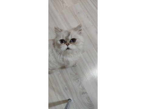 Orjinal silver ful taşıyıcı as1133 dişi british longhair
