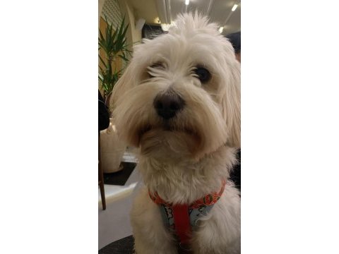 Çiftleştirme maltipoo