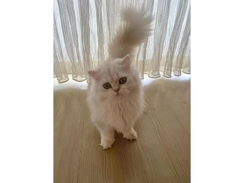 British longhair zümrüt göz özel renk
