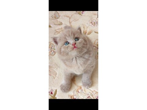 Gri lilac dişi erkek british yavrular