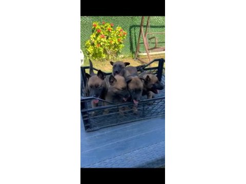 A kalite belçika kurdu yavruları