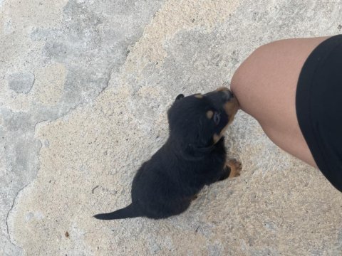Macar rottweiler koca kafa