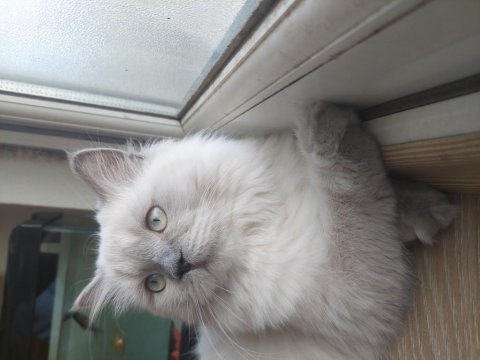 Kısır çipsiz british longhair