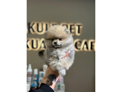 Ankara minipuppy pomeranian boo