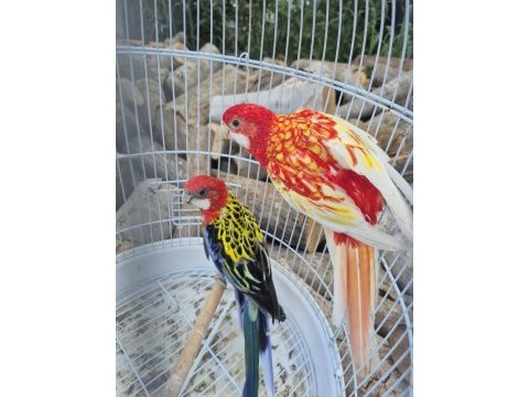 Harika formda çift bilezikli rozella