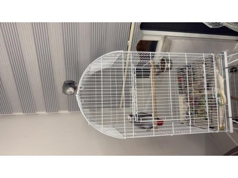 Full evcil jako papağanım ilgilenen yazabilir