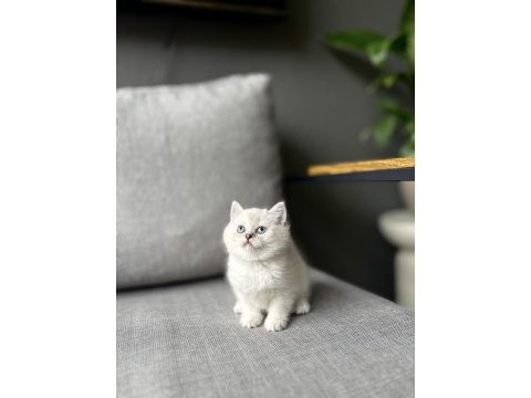 Brıtısh shorthair sılver yavrularım 