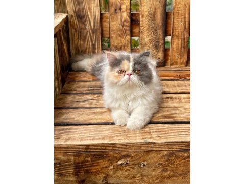 Minnoş persian