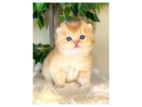 British shorthair golden yavrular