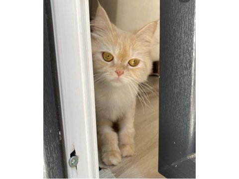Chinchilla kedilerimize yuva arıyoruz