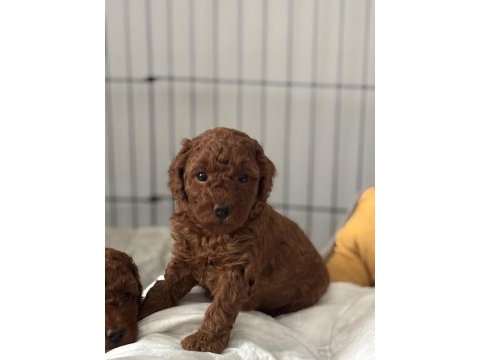 Son kalan poodle yavruları hemen teslim 40 günlükler