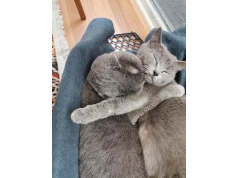 British shorthair anne kız yeni yuvalarını arıyor