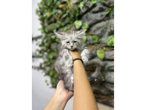 Şecereli üretim izinli maine coon yavrular