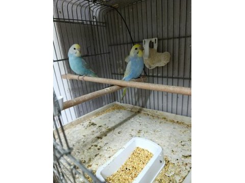 Alıştırmalık rainbow muhabbet kuşu bebekler