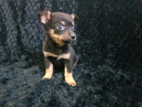 Güzellik abidesi şirin pinscher yavrularım