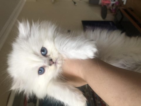 2 aylık yavru british longhair cins kediler