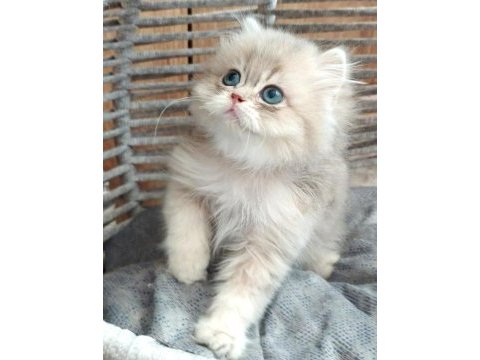 British longhair safkan