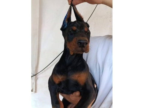 A şecere üst düzey doberman