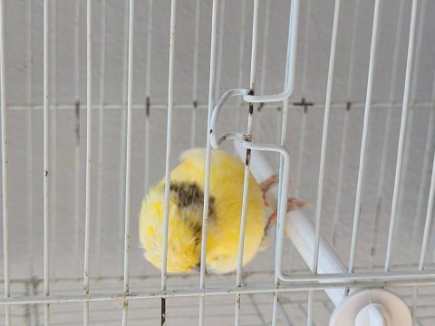 Ötücü kanaryalar