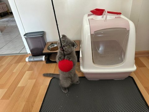 Scottish fold
