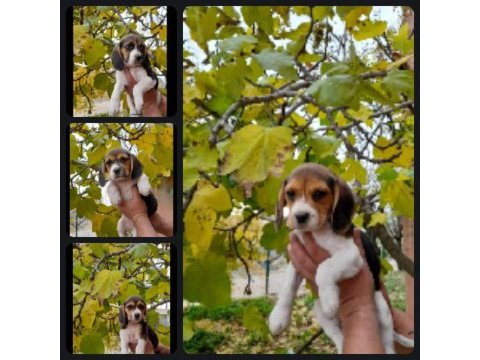 Beagle yavrular