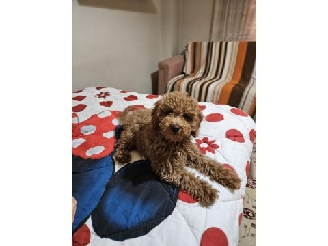 Köpeğimiz kuki sahiplendiriyoruz