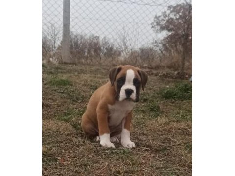 Safkan yüksek kalite boxer yavruları