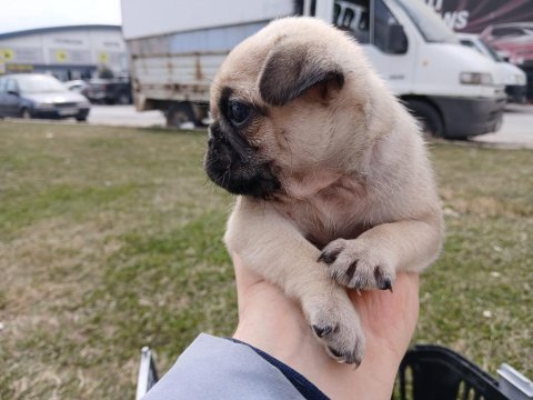 Irk ve sağlık garantili pug