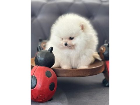 Show kalite pomeranian bebekler