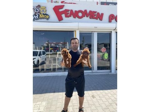 En güzel toy poodle yavrular ankara mağazamızda görün