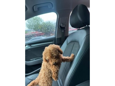 Aşılı çipli karneli toy poodle 5 aylık