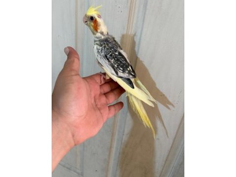 54 günlük kusursuz sultan bebek