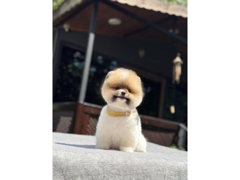 Sevimli pomeranian yavrular yemi yuvalarını arıyor