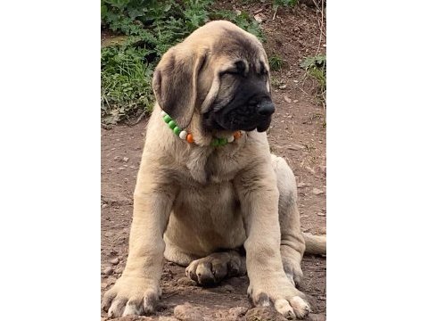 Köpeğimizi sahiplendiriyoruz