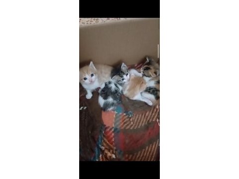 1 aylık tatlı mı tatlı yavru kedilerimiz
