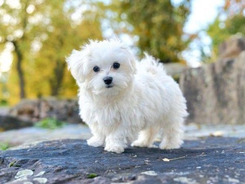 Maltese babby