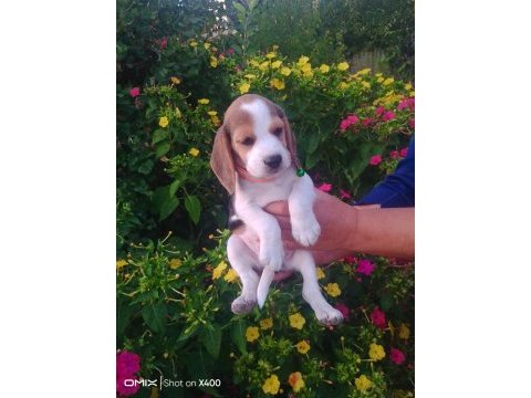Elizabeth beagle yavrular