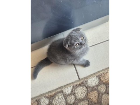 Scottish fold yavrumuz