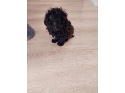 İki aylık dışı poodle