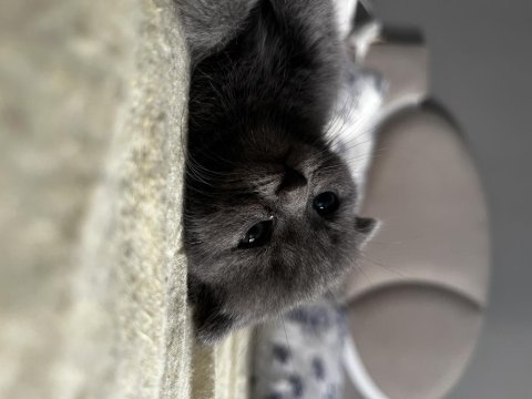 Saf kan british shorthair yavruları